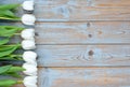 Row of white tulips on a blue grey knotted old wooden background with empty space layout Royalty Free Stock Photo