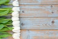 Row of white tulips on a blue grey knotted old wooden background with empty space layout