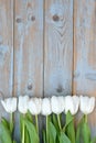 Row of white tulips on a blue grey knotted old wooden background with empty space layout Royalty Free Stock Photo