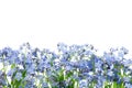 Row of wild forget me not flowers. Blossom forget-me-not, myosotis on white
