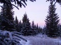 Alaskan Winter Sunrise with Spruce