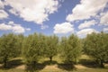 Row of willow trees