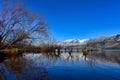 Row of willow trees on Lake Wakatipu New Zealand Royalty Free Stock Photo