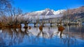 Row of willow trees on Lake Wakatipu in New Zealand Royalty Free Stock Photo