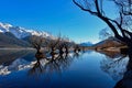 Row of willow trees on Lake Wakatipu in New Zealand Royalty Free Stock Photo