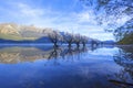 Row of willow trees on Lake Wakatipu in Glenorchy, New Zealand. Royalty Free Stock Photo