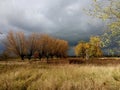 Row of willows just before storm. Royalty Free Stock Photo