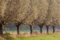 Row of willows in the morning sunlight - great for a wallpaper