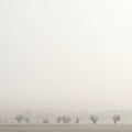 Row of willows near Werkhoven in the dutch province of Utrecht Royalty Free Stock Photo