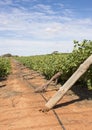 Row of Wind Damaged Chardonnay Vines. Royalty Free Stock Photo