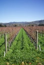 Row of winery grape vines at California winery