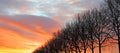 Row of winter tree silhouettes against evening sky Royalty Free Stock Photo