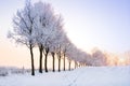 Row of winter trees with pale sunset