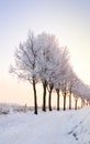 Row of winter trees with pale sunset Royalty Free Stock Photo