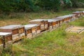 Row of wooden beehives on forest edge for wild bees