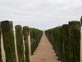 Row of wooden breakwaters on beach Royalty Free Stock Photo