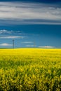 Row of wooden telephone poles along yellow canola field Royalty Free Stock Photo