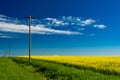 Wooden telephone poles along a blooming canola field Royalty Free Stock Photo