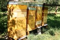 Row of yellow beehives in the garden Royalty Free Stock Photo