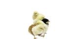 Row of Yellow and Black Baby Chicks front view