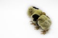 Row of Yellow and Black Baby Chicks