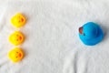 Row of yellow and blue ducks on white background. baby Flat lay. Leadership and following concept Royalty Free Stock Photo