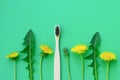 Row of yellow dandelion flowers and bamboo toothbrusch ongreen background with copy space.No plastic zero waste concept. Medical