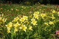 Row of yellow flowers of Hemerocallis fulva i Royalty Free Stock Photo