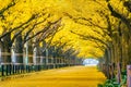 Row of yellow ginkgo tree in autumn. Autumn park in Tokyo, Japan Royalty Free Stock Photo