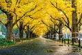 Row of yellow ginkgo tree in autumn. Autumn park in Tokyo, Japan Royalty Free Stock Photo