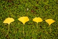 Row of yellow leaves of Maidenhair tree or Ginkgo biloba plant fallen above fresh little green leaves of moss in autumn season, Royalty Free Stock Photo