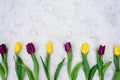 A row of yellow and purple spring tulip flowers against a light stone background. Flat lay. Copy space. Mothers Day Royalty Free Stock Photo