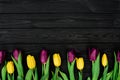 A row of yellow and purple spring tulip flowers on a black wooden background. Flat lay. Copy space. Mothers Day Royalty Free Stock Photo