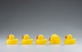 Row of Yellow Rubber Ducks in a Row