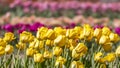 Row of Yellow Tulip flowers in the Tulip farm Royalty Free Stock Photo