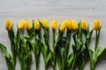 Row of yellow tulips on white rustic wooden background with space for message. Concept Hello Spring flowers Royalty Free Stock Photo