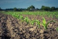 Row of young corn plants against the sky Royalty Free Stock Photo