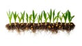 Corn Seedlings with Visible Roots and Seeds on Black Background Royalty Free Stock Photo