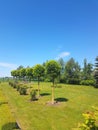 row of young decorative ever-green round trees