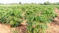 Row of young fresh cassava plantations is growing in natural tapioca fields