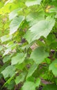 Row of young grapevine on a sunny day close up.