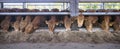 Row of young limousin bulls feeds inside barn on organic farm in