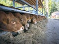 Row of young limousin bulls feeds inside barn on organic farm in Royalty Free Stock Photo