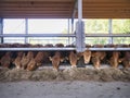 Row of young limousin bulls feeds inside barn on organic farm in Royalty Free Stock Photo