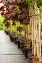 Row of young maple trees in plastic pots. Alley of seedling trees.