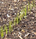 A Row of Young Onion Plants