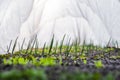 A row of young onions grows in the soil in a home greenhouse. Home gardening. Healthy Organic Vegetables. Blurred white