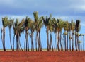 A row of young palm trees