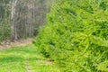 A row of young pine trees in the park of worest growing along the road Royalty Free Stock Photo