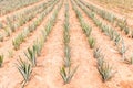 Row of young pineapple plant in farmland, tropical tasty fruit i